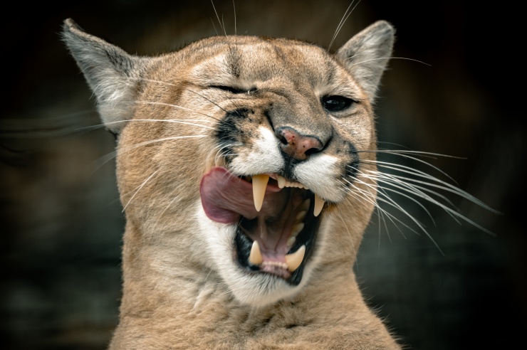 Quelle: Zoo Salzburg Hellbrunn